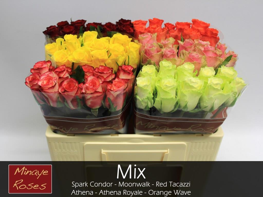 100x Rosa mix vast minaye 40cm