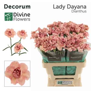 20x Dian.st.lady dayana 60cm