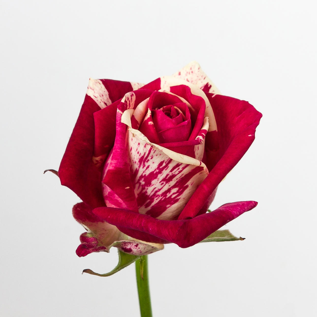 10x Rosa harlequin 30cm