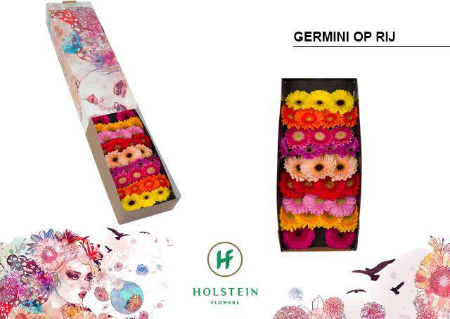 60x Germ.mix var.op rij 40cm