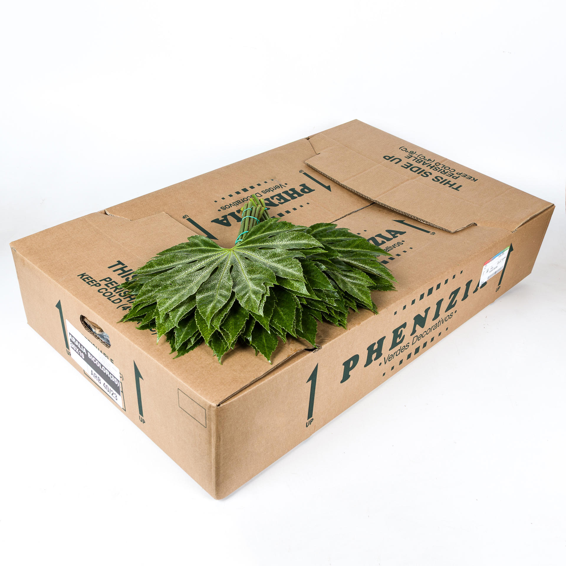 5x Sg aralia bicolor junior 30cm