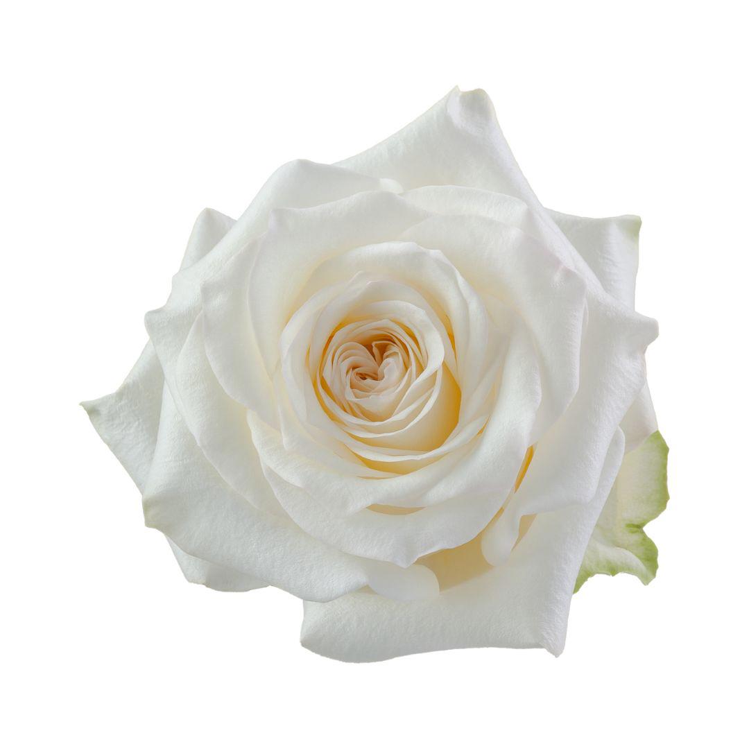 25x Rosa candlelight 50cm