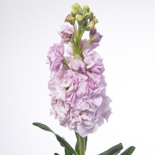10x Matt.iron cherry blossom 60cm