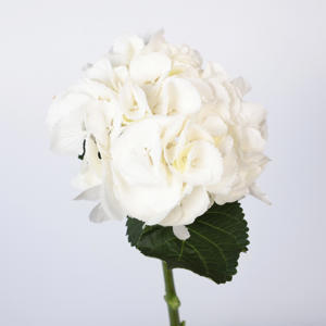 10x Hydr.white verena 80cm
