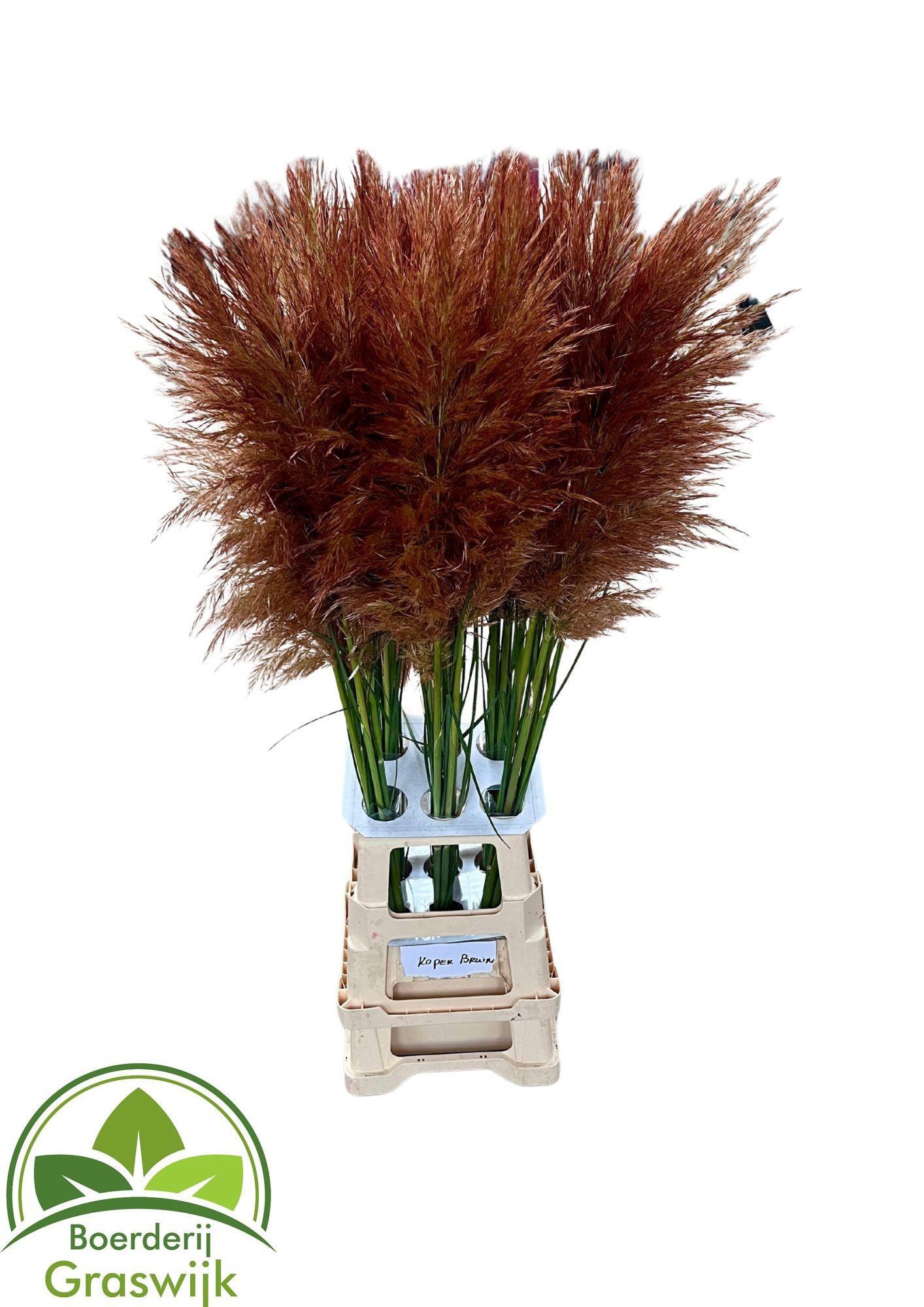 25x Gs cortaderia selloana bruin 80cm