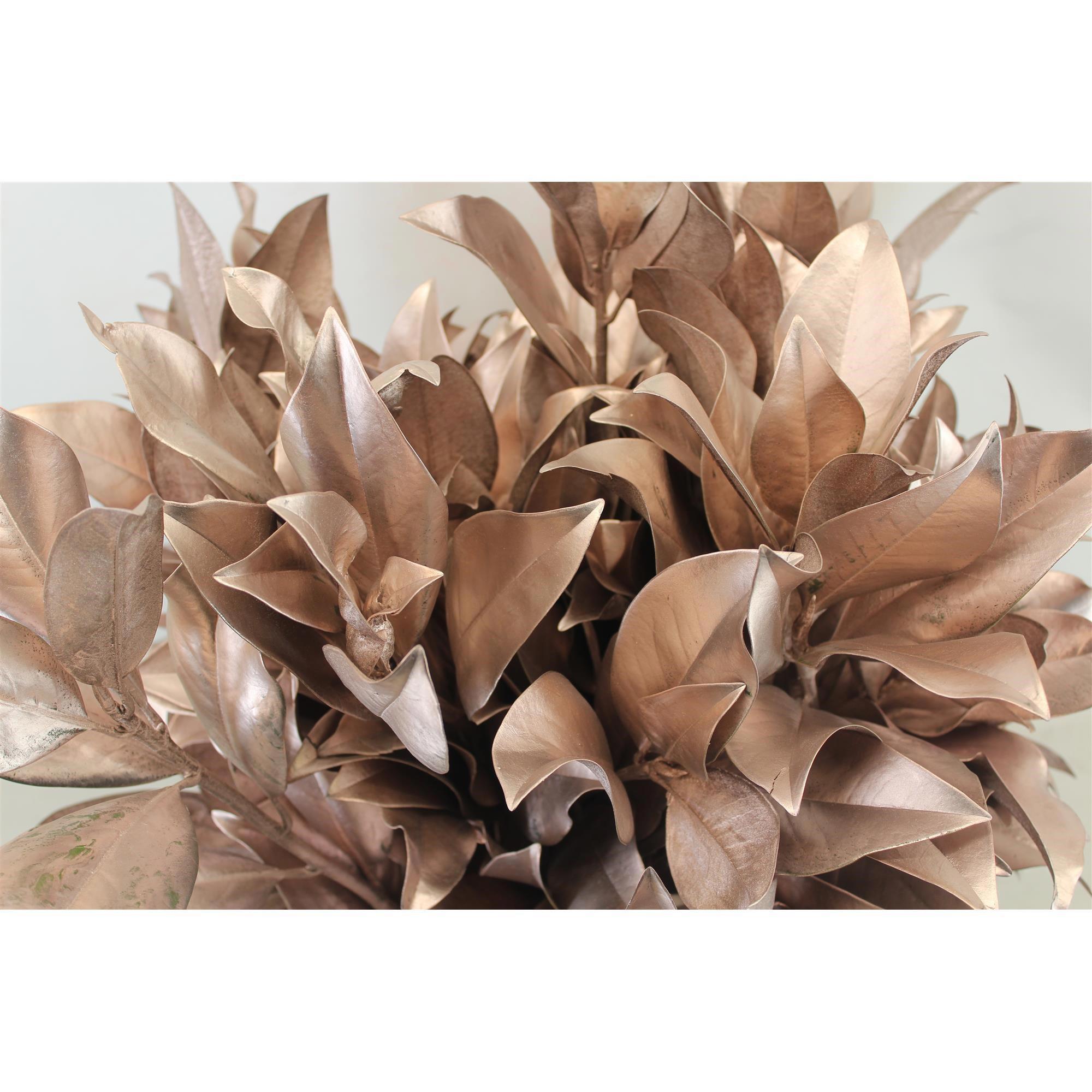 5x Sg magnolia blad goud 70cm