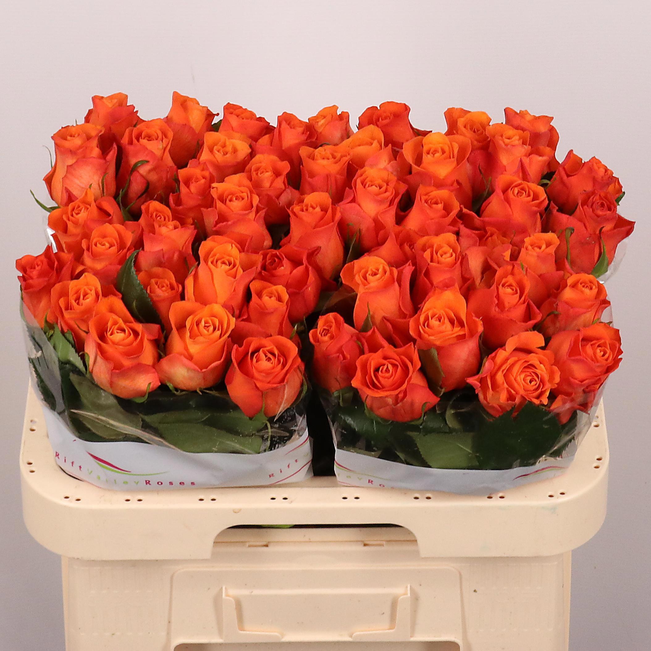 10x Rosa orange wave 60cm