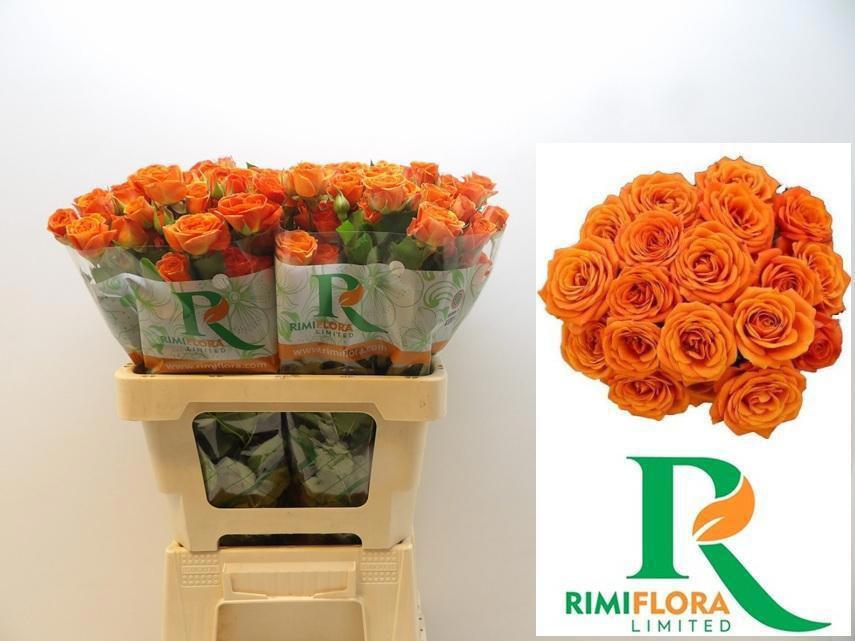 10x Rosa tr. babe 60cm