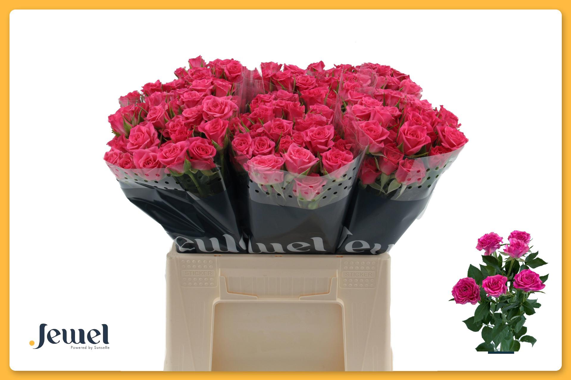 10x Rosa lianne 40cm