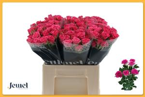 10x Rosa lianne 40cm