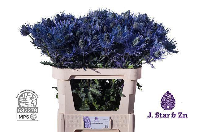 10x Eryngium alpinum 70cm