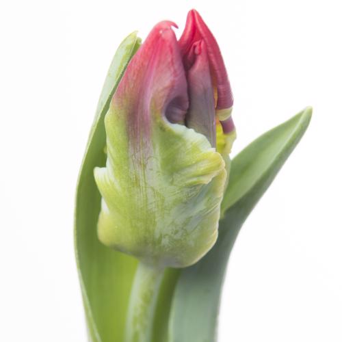 50x Tulipa seadov parrot pa 30cm