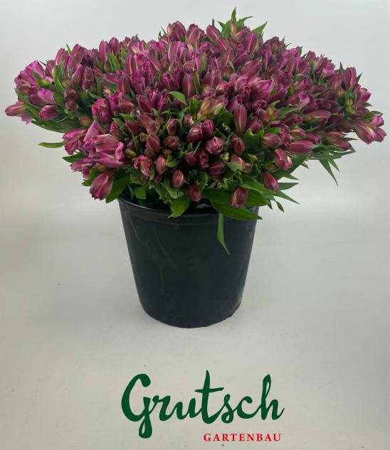 1x Alstroemeria - rosa 40cm