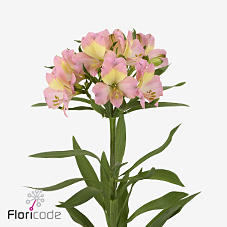 10x Alstroemeria tompouce 70cm