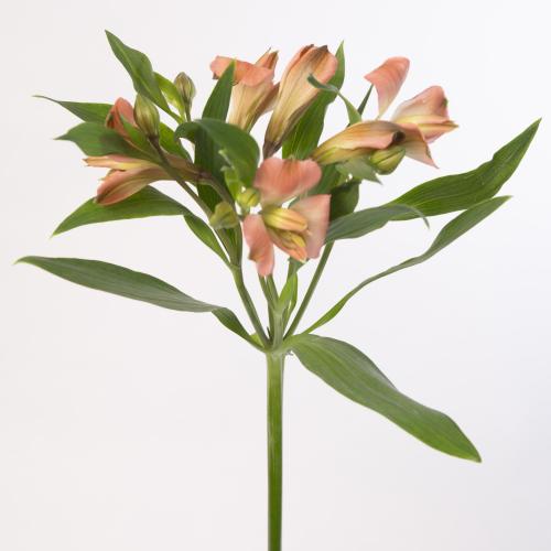10x Alstroemeria vixen 70cm