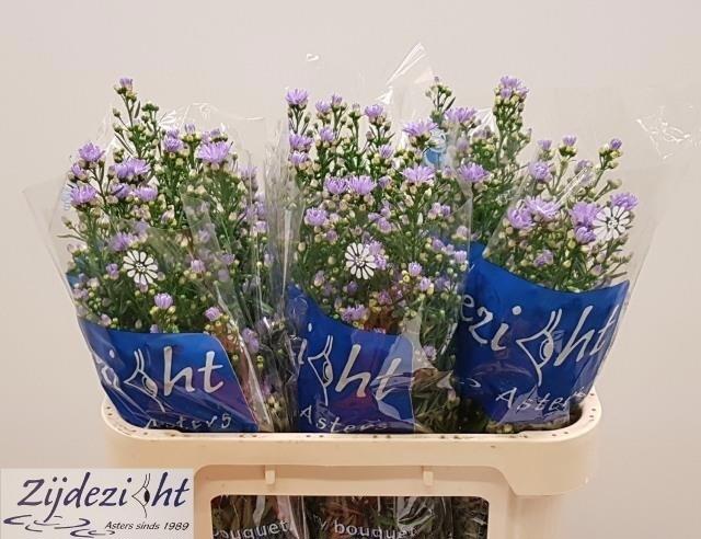 25x Aster cassandra 80cm