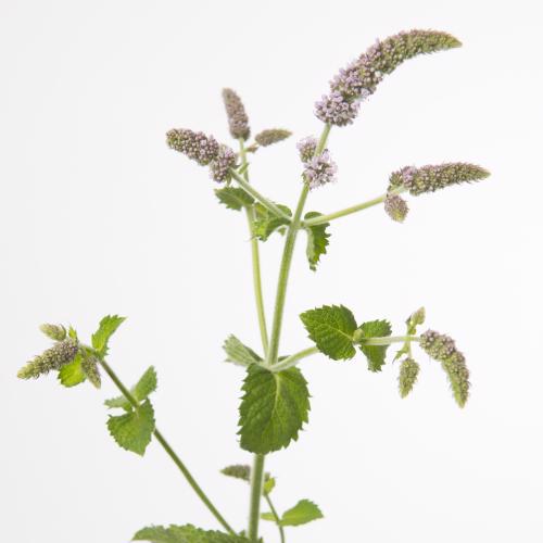 20x Mentha jocka 70cm