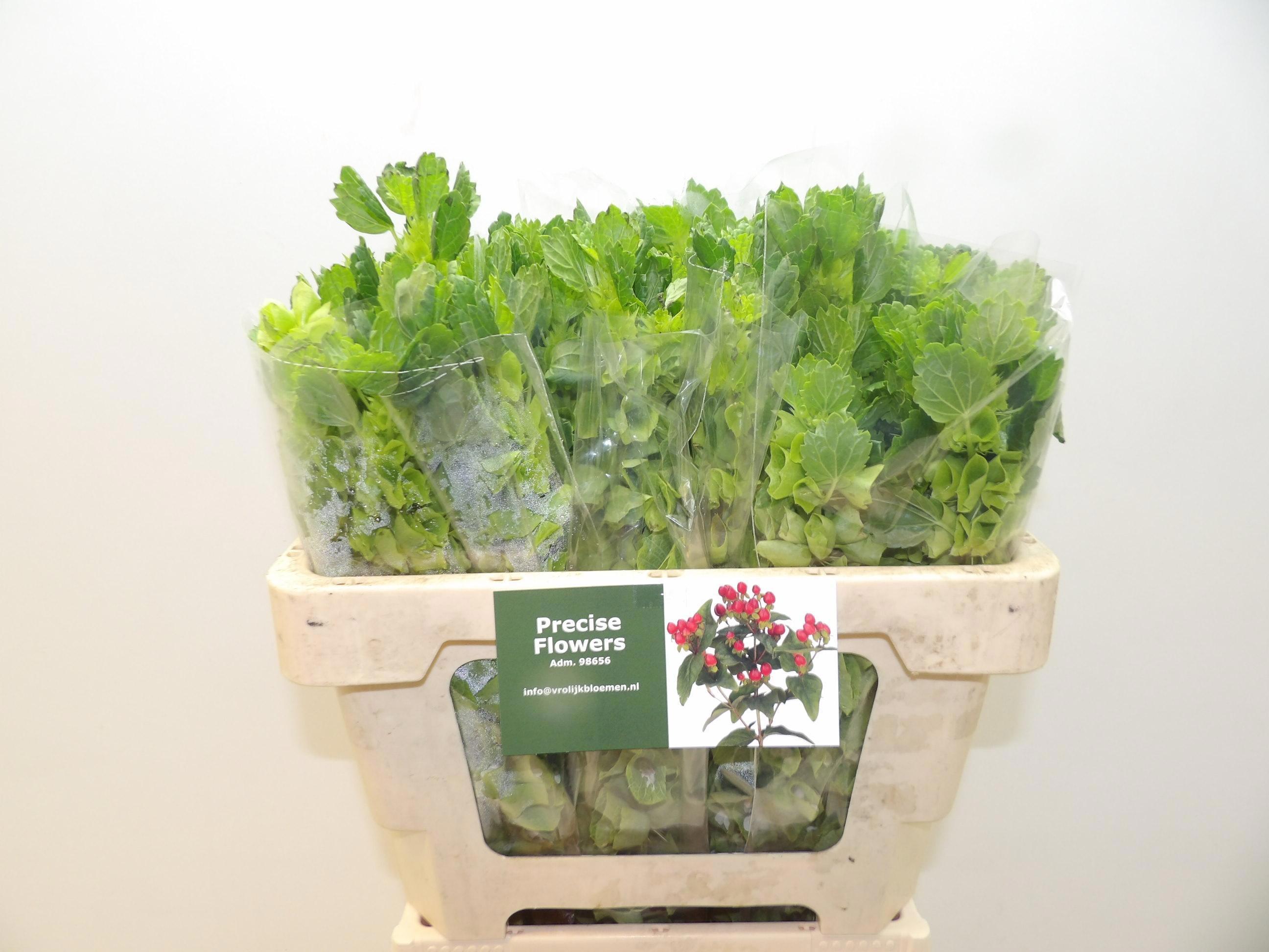 40x Moluccella laevis 50cm