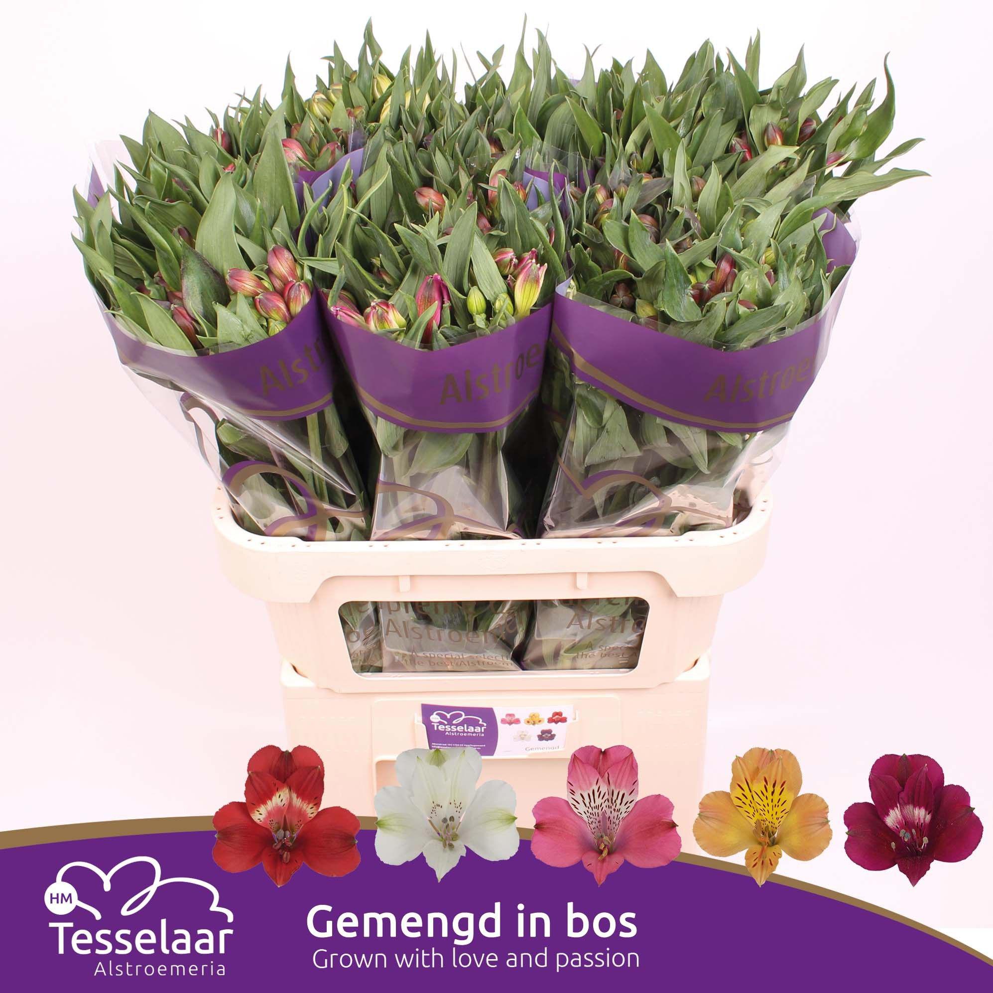 60x Alstroemeria mix/bos 70cm