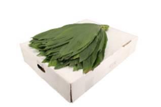 25x Sg cocos groot