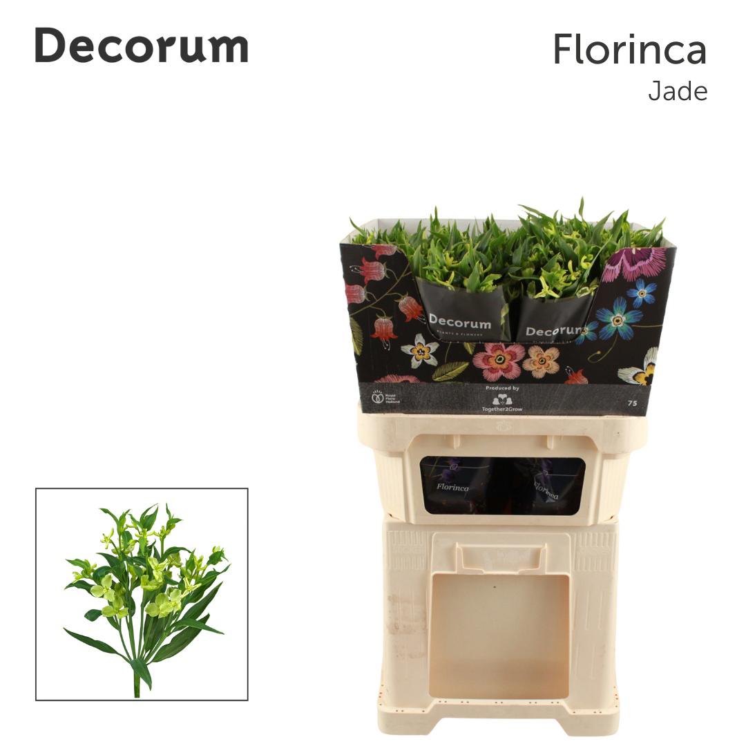 10x Alstroemeria flor.jade 70cm