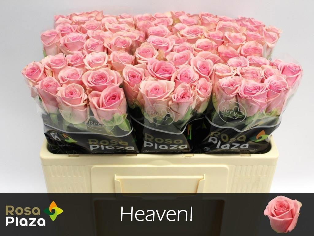 20x Rosa heaven! 50cm