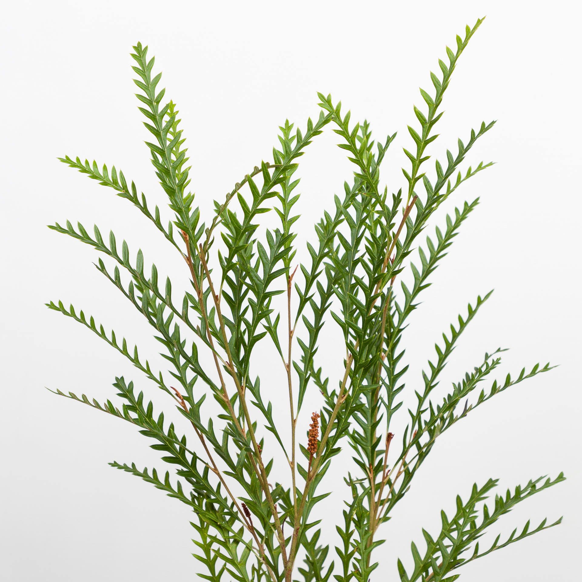 5x Sg grevillea ivanhoe 50cm