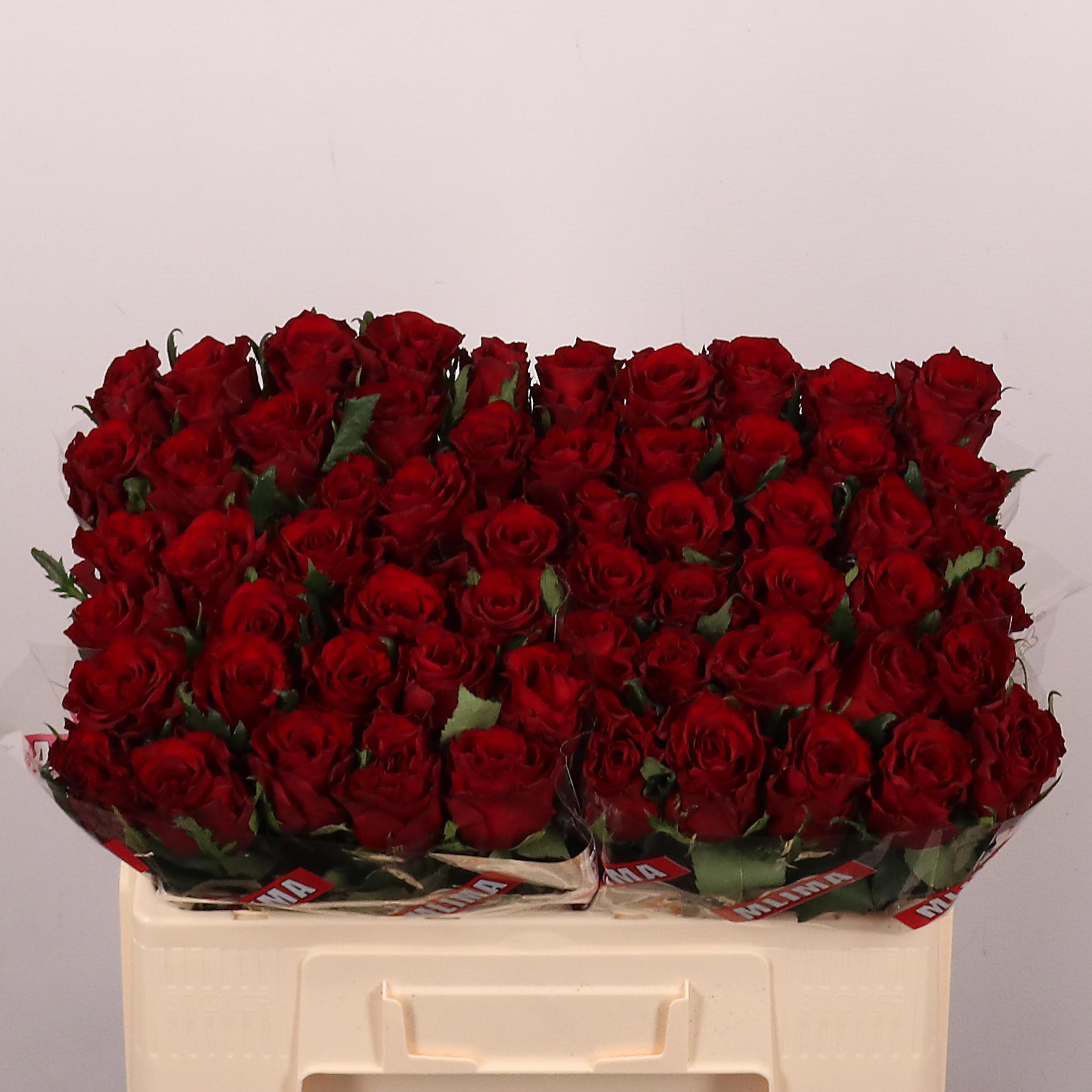 10x Rosa red amarok 50cm
