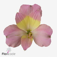 10x Alstroemeria tompouce 70cm