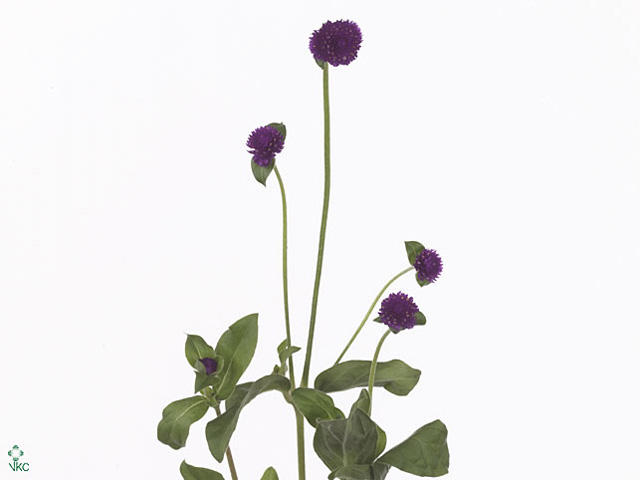 100x Gomphrena purple spray 50cm