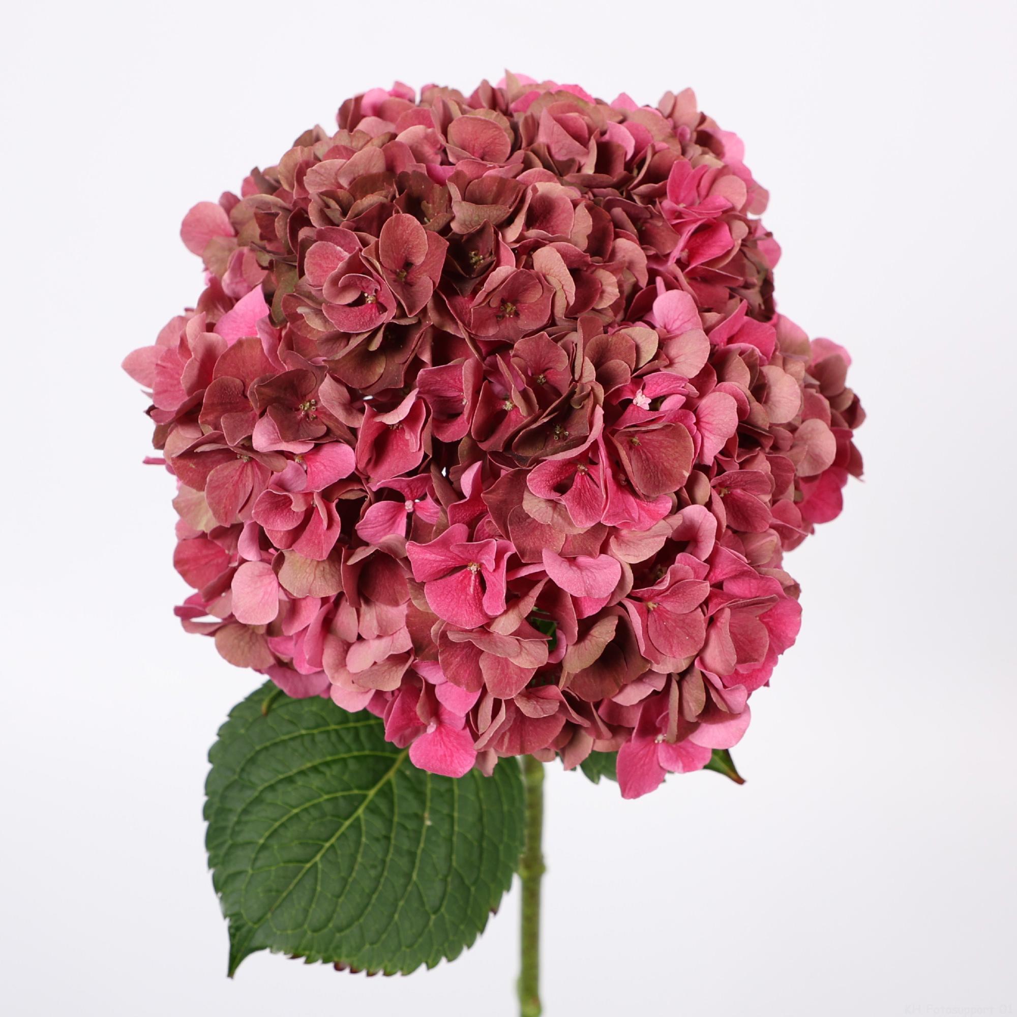 10x Hydr.mag.pink ruby classic 40cm