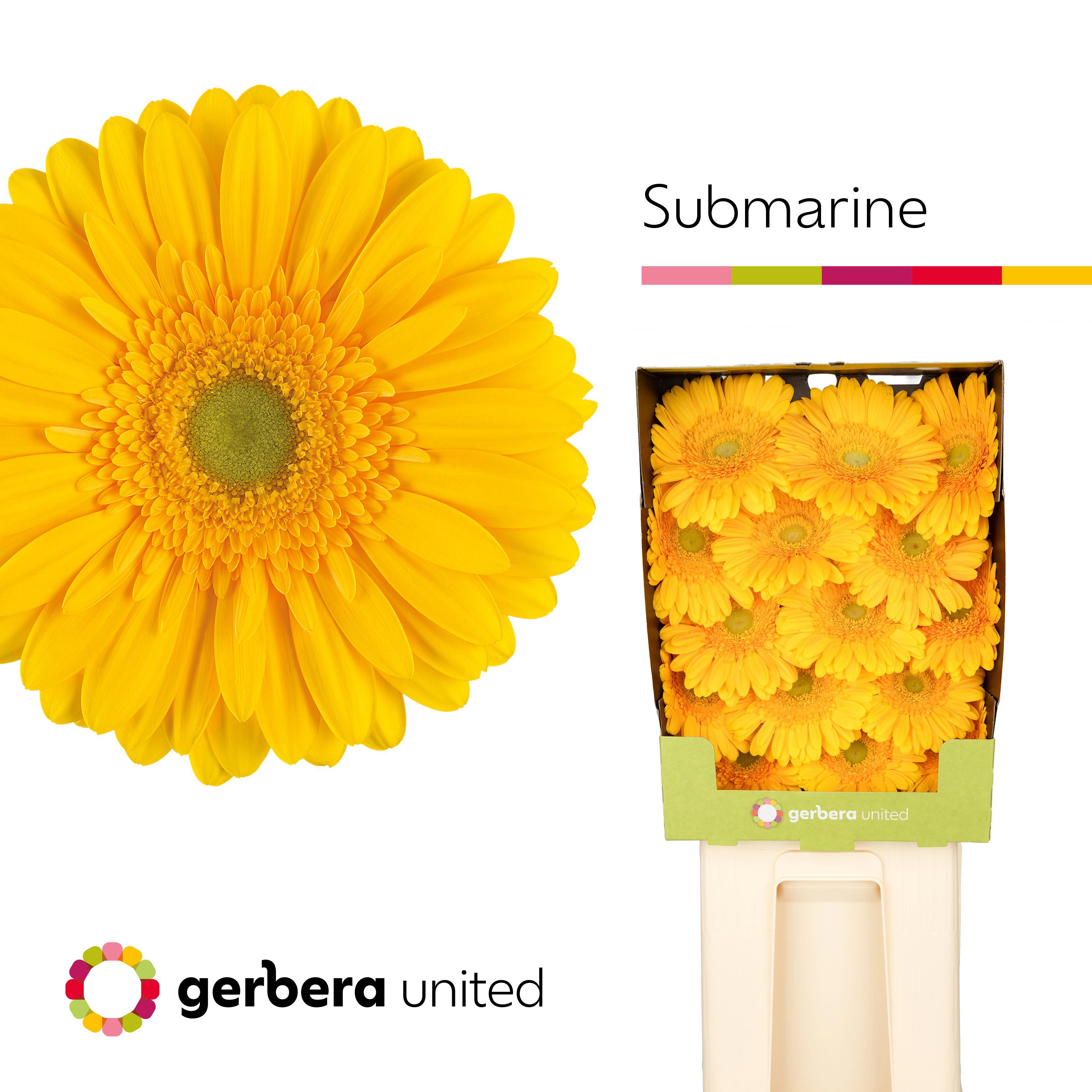 15x Gerb.submarine 70cm