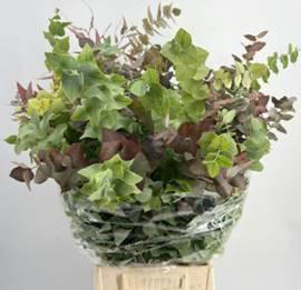 5x Sg eucalyptus stuart.autunno 70cm