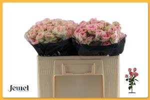 10x Rosa yvette 50cm