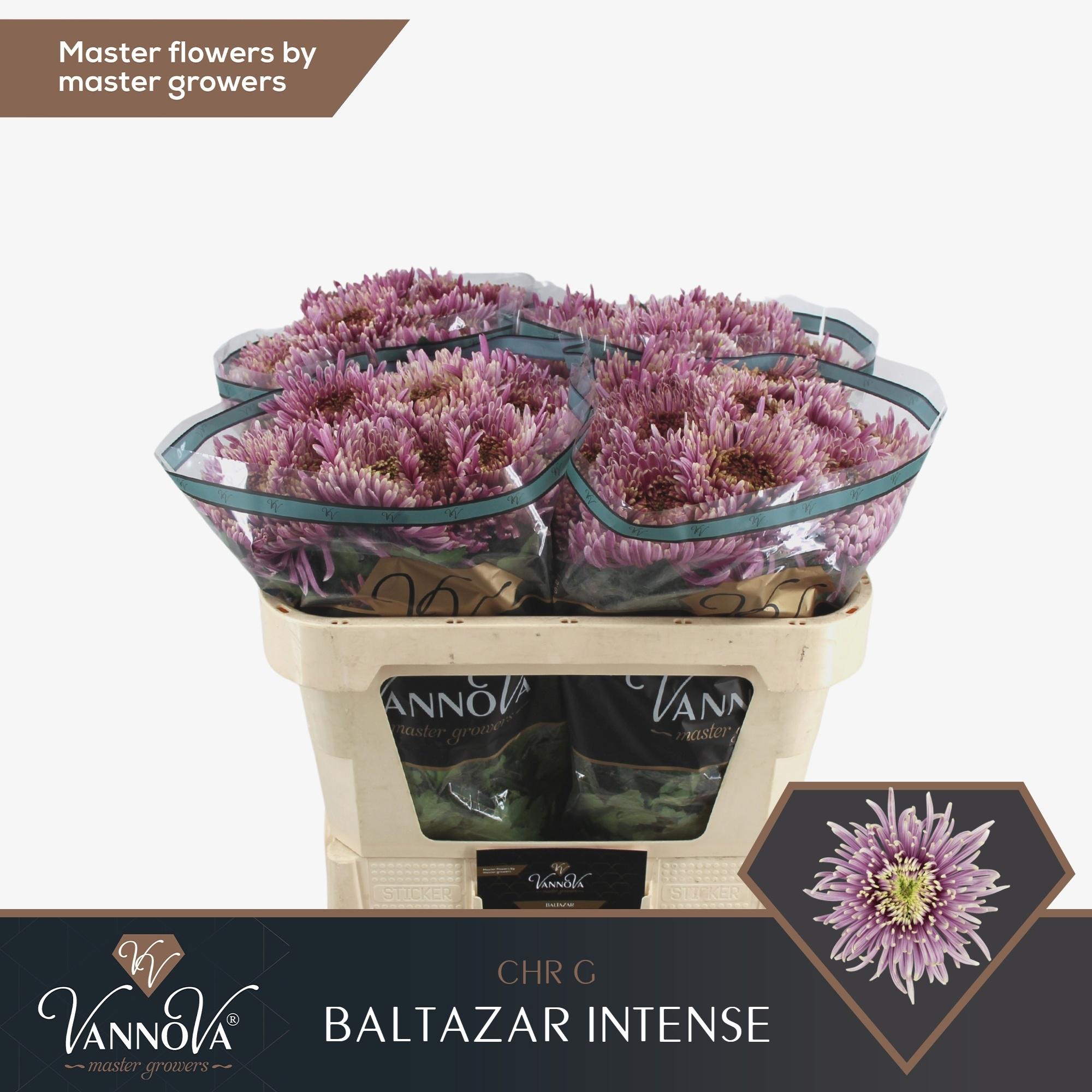 10x Chrysant baltazar intense 70cm