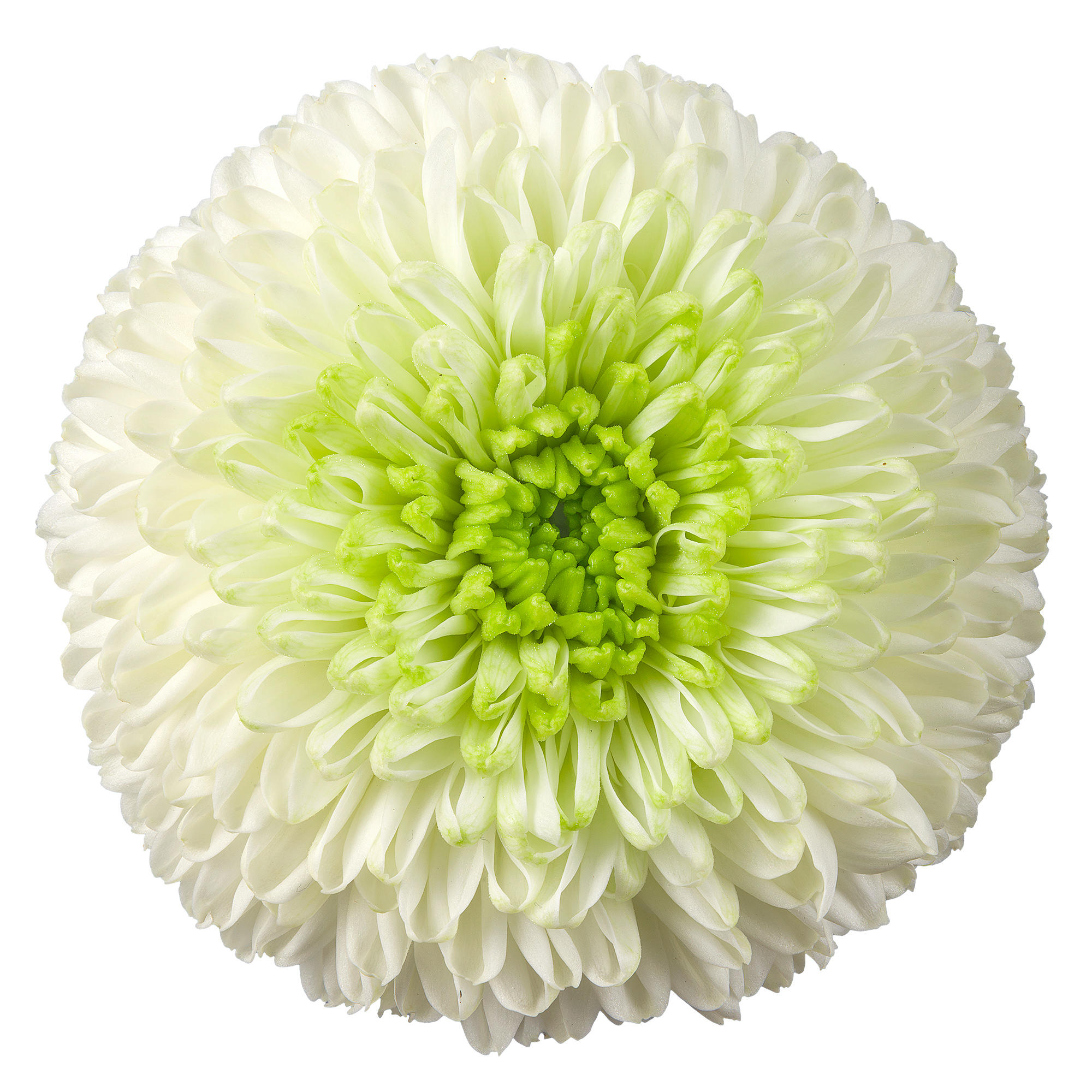 10x Chrysant alibaba 70cm