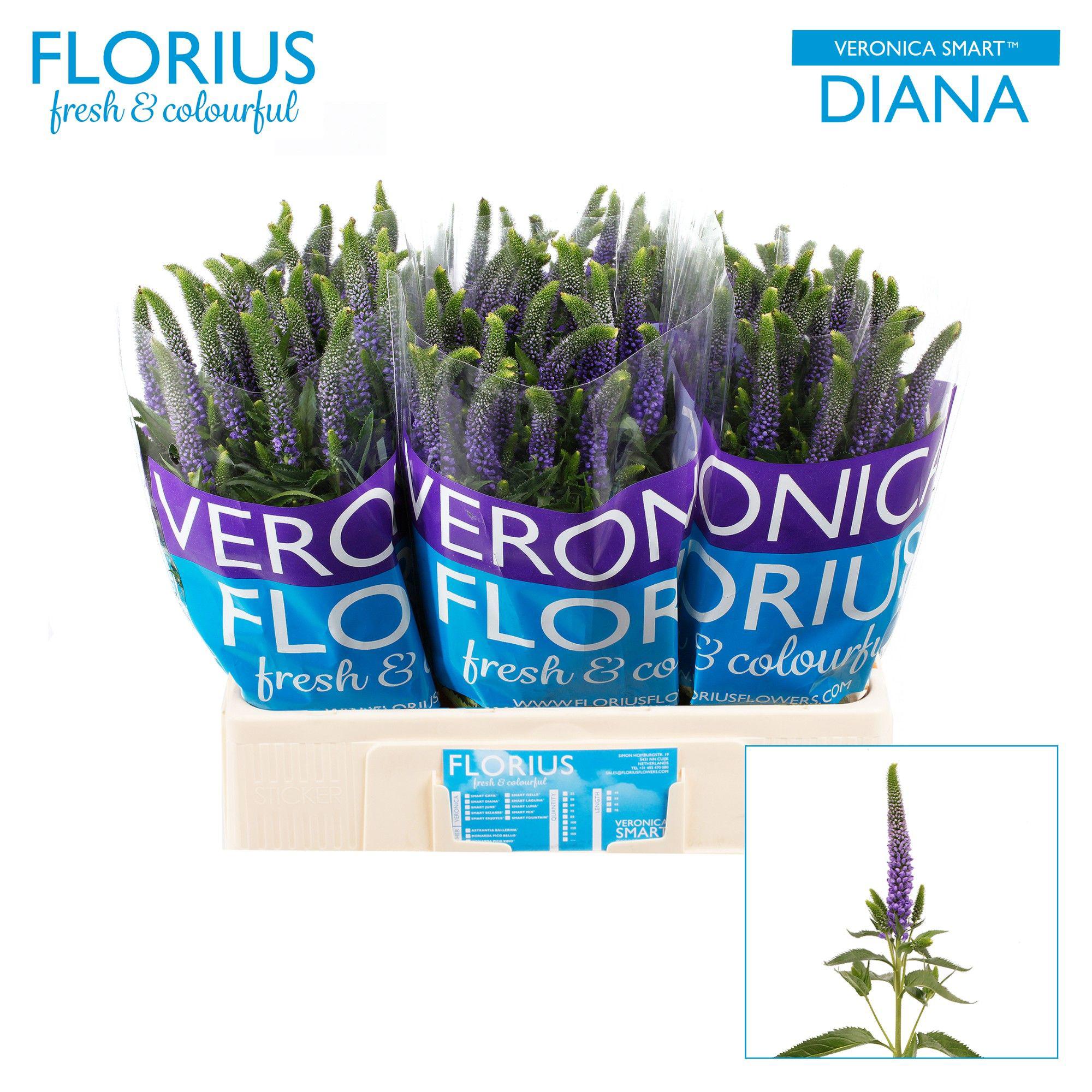 25x Veron.smart diana 60cm