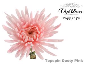 20x Chrysant topspin dusty pink 70cm