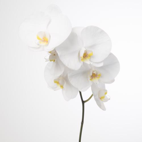 25x Phal.kobe