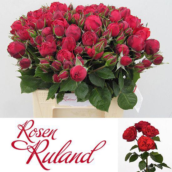 10x Rosa piano freiland 30cm