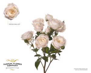 24x Rosa gard.snow ballet 50cm