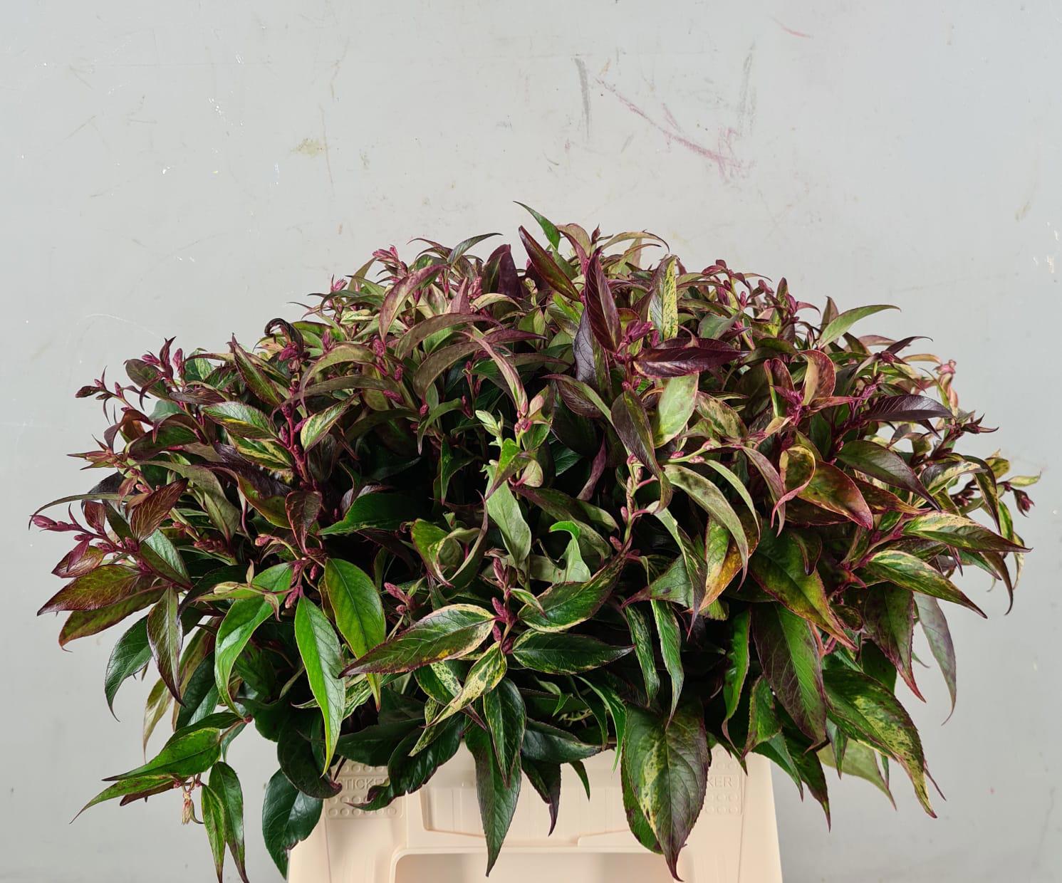 10x Sg leucothoe rainbow 50cm