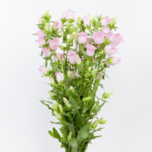 10x Camp.med.champ.pink 70cm