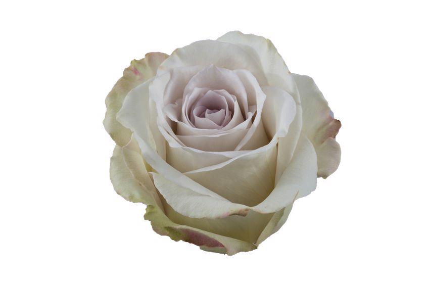 25x Rosa early grey 50cm