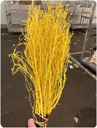 25x Tk myrica geel 60cm