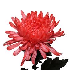 10x Chrysant antonov roze 70cm