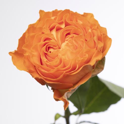 20x Rosa marieangela+ 50cm