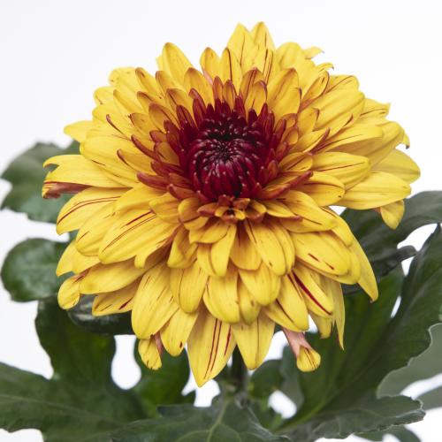 10x Chrysant pip sunny g 70cm