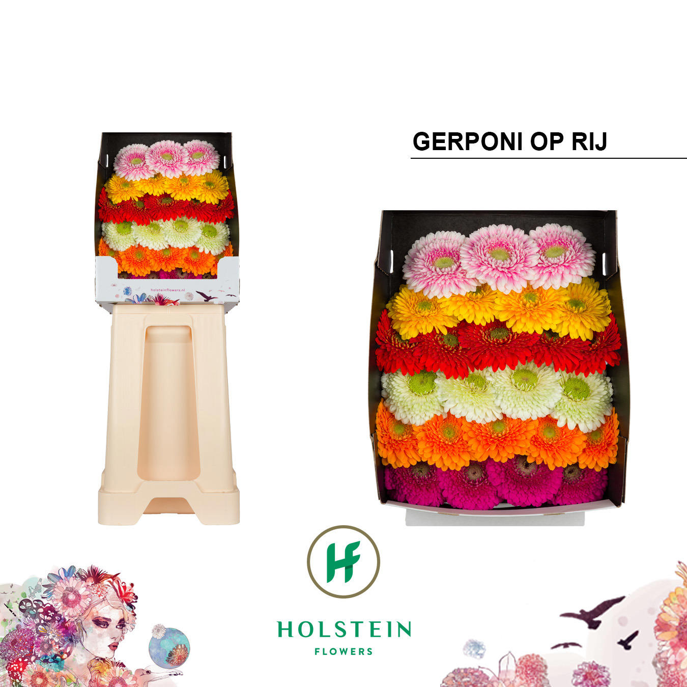 25x Germ.pomponi mix var.op rij 70cm