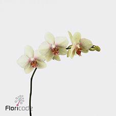 15x Phal.omega 60cm